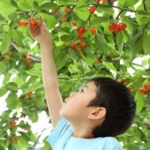 Sato Nishiki: Vua của các loại cherry tại tỉnh Yamagata